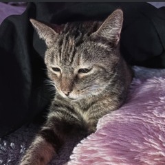 ᴿ⸝⋆