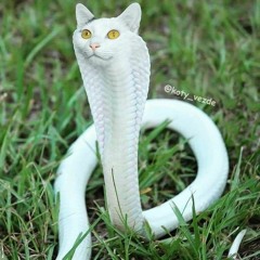 hhh