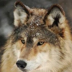 wolfy