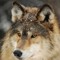 wolfy
