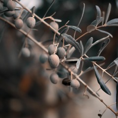 Little Green Olive