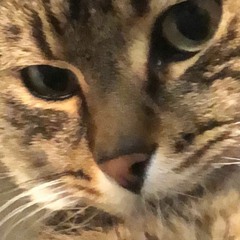 samantha