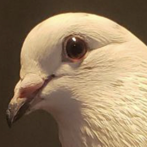 The Dove’s avatar