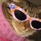 catpaws