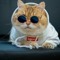 kucing supreme