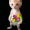 ྀིྀིྀིྀིྀВэрэрэ ྀིྀིྀིྀིྀ 🐱