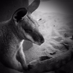 Wallaby