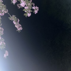 Fokllinaa