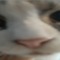 Koh