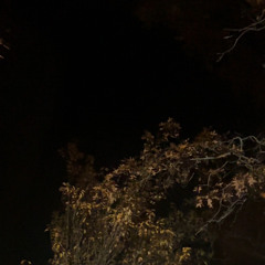 207null