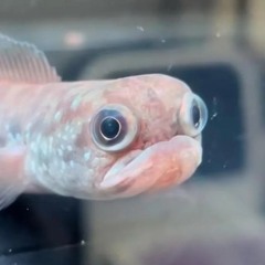 Mang