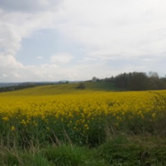 Svestynos