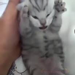 Boop