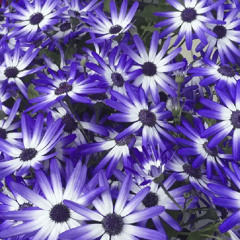 yasmyn.hales26625217