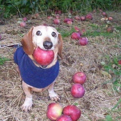 Imagens da semana 507 Fotos de animais engraçados, Cães bonitos e Animais bonito
