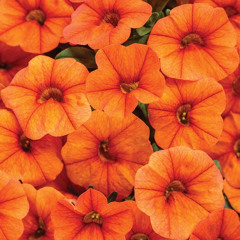 Orange Petunias