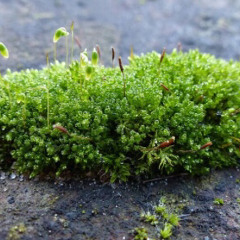 moss