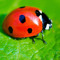 Ladybird