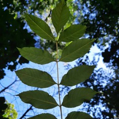 Under The Ash Podcast