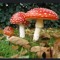 DEPRESSED RED MUSHROOM