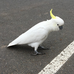 lalanin