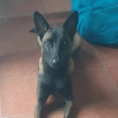 Lucas Werion