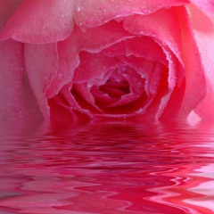 Nadya Aguilar Rose