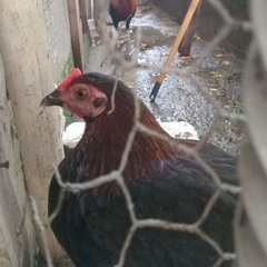 FOTY (fan of the year)