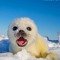 Mr.Seal