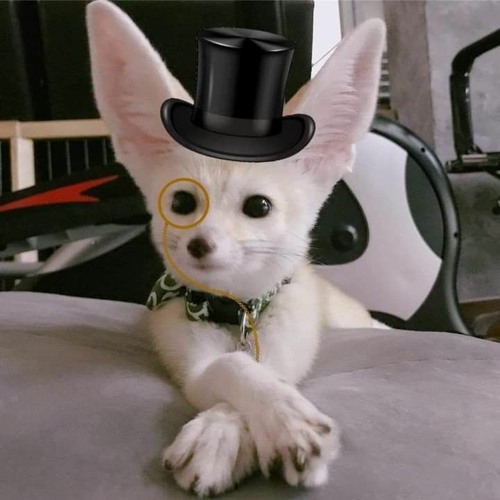 chipmunk-peter pan lost boy