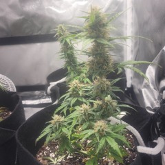 fuego365