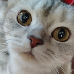 ilyha_kuni