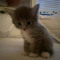 katze^^
