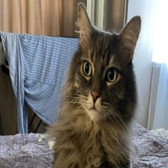 asksomethingaboutserenite