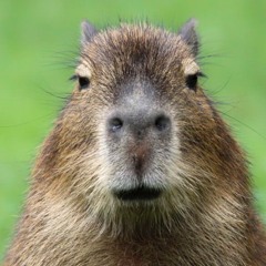 Capybara🎀