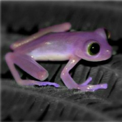 PurpleFrogGod