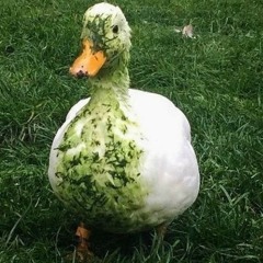 Dan