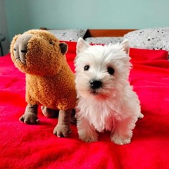 JAKUB