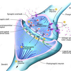 syna-pse