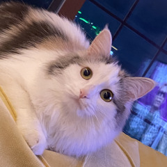김도연