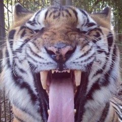 TigerJock (@tigerjock_olympian)