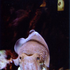 cogs in a starry machine