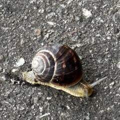Steveee