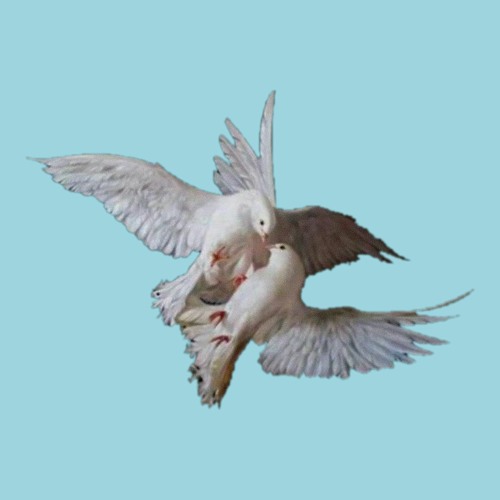 dead doves’s avatar