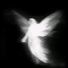 Bfly