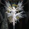 Seraphim