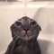 a weird cat with deep hurt