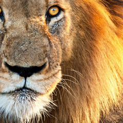 Simbalion