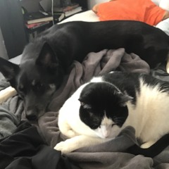 Blade da cat2