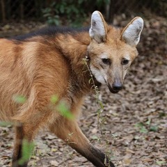 4getfull_fox